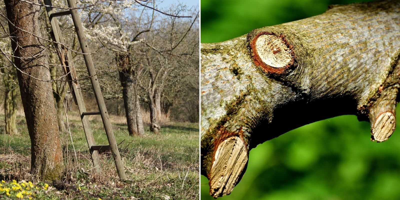 privilégier novembre taille douce